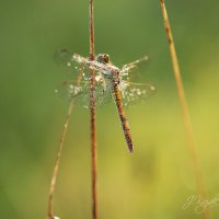 *** :: Елена Kазак (selena1965) *** :: Елена Kазак (selena1965)