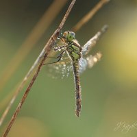 *** :: Елена Kазак (selena1965)