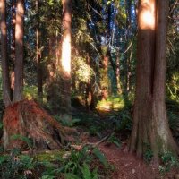 На неведомых дорожках :: Sergey Krivtsov