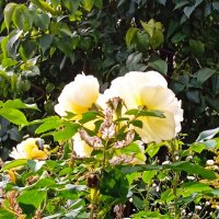 Розы в моем дворике. :: Светлана Калмыкова Калмыкова