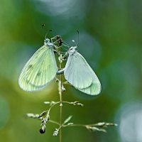 3918 :: Alex . 3918 :: Alex .