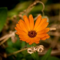 Календула :: Игорь Сикорский Календула :: Игорь Сикорский