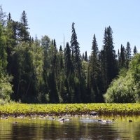 На Северной Тошемке. Старое русло :: Галина Ильясова