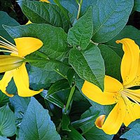 Цветы. :: Владимир Драгунский