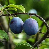 Про сливы :: Юрий. Шмаков