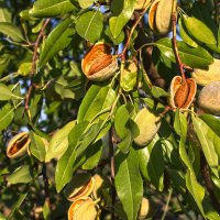 Созрел миндаль :: Наталья S