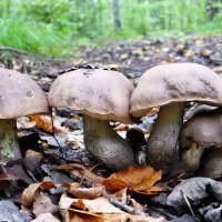 На погрузку в кузовок становись! :-) :: Андрей Заломленков