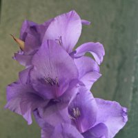 Гладиолус. :: сергей ермошкин Гладиолус. :: сергей ермошкин