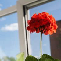 Риддер :: Дмитрий 