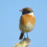 Чекан :: Николай Волков Чекан :: Николай Волков