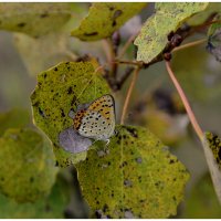 Лето -это маленькая жизнь... :: Aleksandr Gal