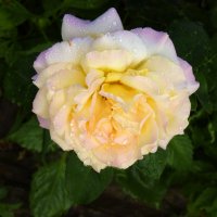 Глория Дей и  капли  росы :: Валентин Семчишин