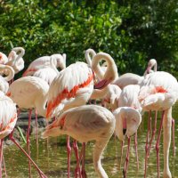 ШЛАНГ :: Сергей Янович Микк ШЛАНГ :: Сергей Янович Микк