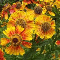 Гелениум :: Freddy 97