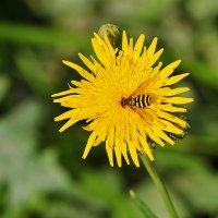 На одуванчике... в августе! :: Светлана 
