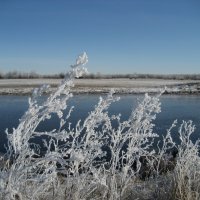 Морозное утро :: Anna Ivanova Морозное утро :: Anna Ivanova