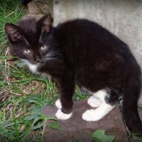 Малыш :: Антонина Гугаева