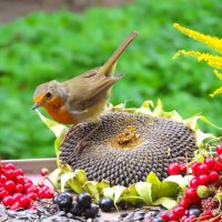 Зарянка на кормушке за окном :: Ольга Митрофанова