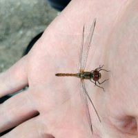 Приручение :: Олег Иванов