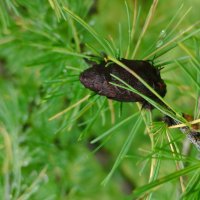 Хвоя :: Aleksandra Chochaeva Хвоя :: Aleksandra Chochaeva