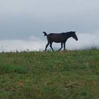 Talgar. :: Murat Bukaev 