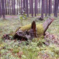 Кабанчик. :: VasiLina *