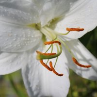 Белая лилия :: Ирина Лесиканич