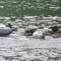 Ларги :: Марина Виноградова