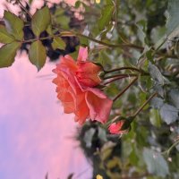 Вечер :: Анна Камс Вечер :: Анна Камс