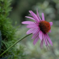 Эхинацея пурпурная :: Александр Трухин