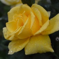 *** :: Надежда Куркина *** :: Надежда Куркина