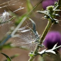 Август :: Надежда Куркина 