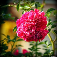 они на радость нам даны :: Олег Лукьянов