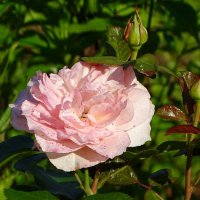 Городские роза :: Милешкин Владимир Алексеевич 