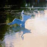 Царевна лебедь :: Сергей Кочнев Царевна лебедь :: Сергей Кочнев