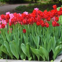 Весна в Ботаническом... Май. :: Наташа ***** Весна в Ботаническом... Май. :: Наташа *****