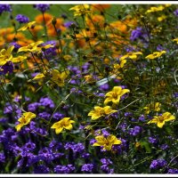 краски лета уходящего :: Aleksandr Gal