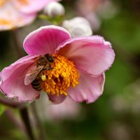 За работой :: Юрий. Шмаков