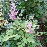 Цветы. :: Владимир Драгунский Цветы. :: Владимир Драгунский