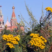 Зарядье в июле :: Михаил Бибичков Зарядье в июле :: Михаил Бибичков