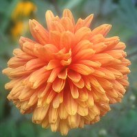 Георгин :: Елена Семигина