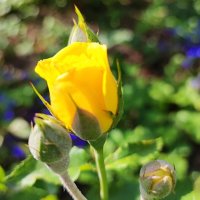 ,,, :: Сергей Тимоновский