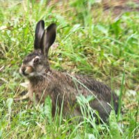 ПУШИСТЫЙ СЕРЫЙ ЗАЯЦ В ОГОРОДЕ :: Валентина ПУШИСТЫЙ СЕРЫЙ ЗАЯЦ В ОГОРОДЕ :: Валентина