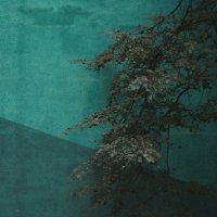 Зеленое на зеленом :: Анна Малышева