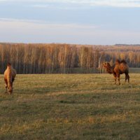 осень... :: Сергей 