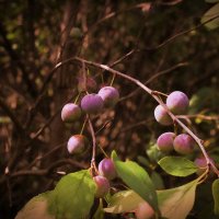 слива :: Владимир иванов