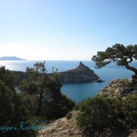 Природа Крыма :: Amazing Cosmea