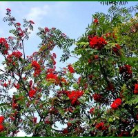 Рябина :: Ольга Довженко