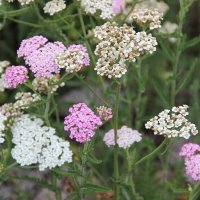 Август. :: Венера Чуйкова