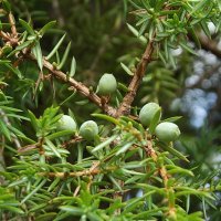 Можжевельник :: Freddy 97